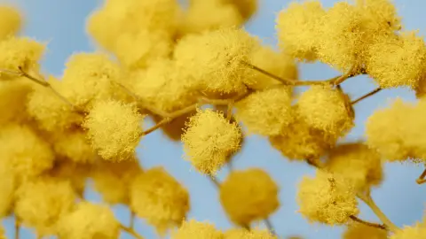 Mimosa Festival — 3