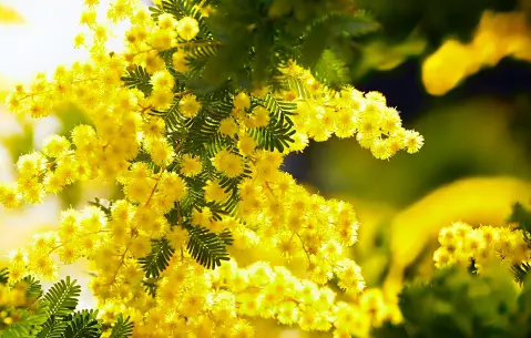 Mimosa Festival — 2