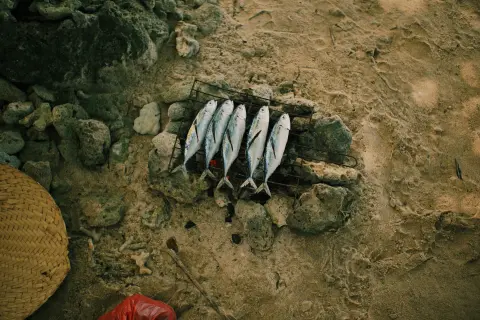 Pržno Fishermen's Feast (Ribarska fešta) — 1