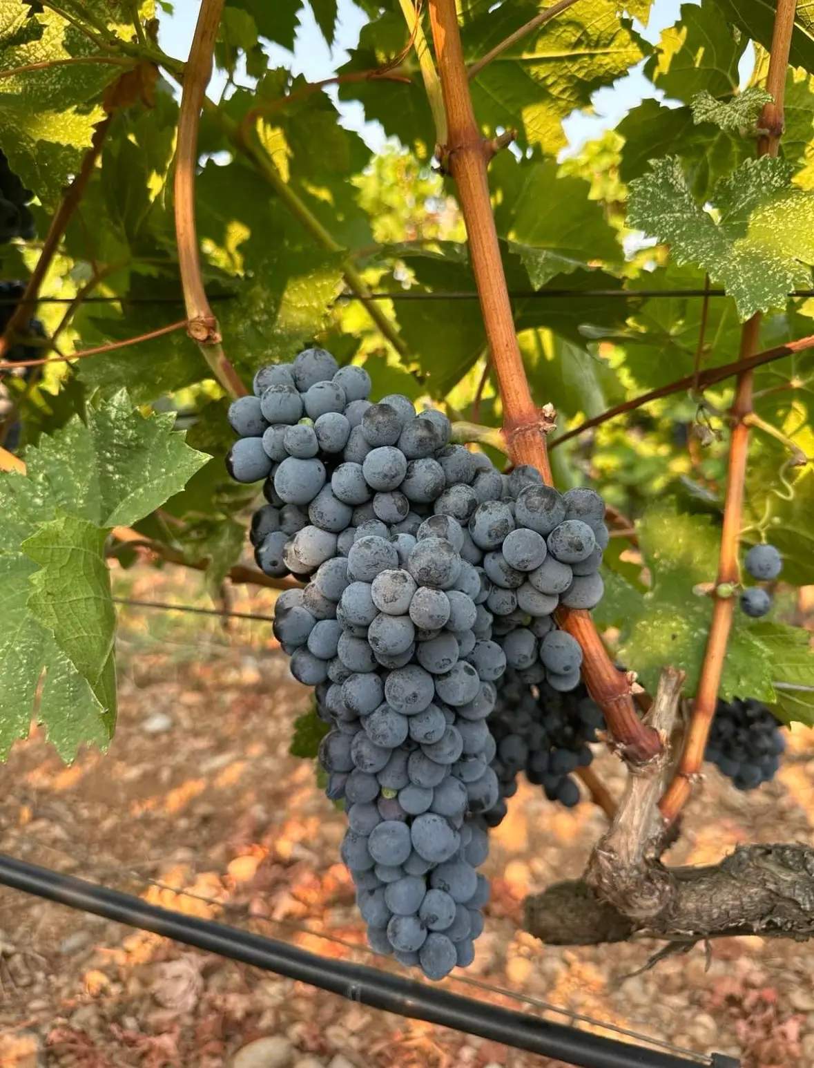 Vranac from Crmnica: Montenegro's Native Red