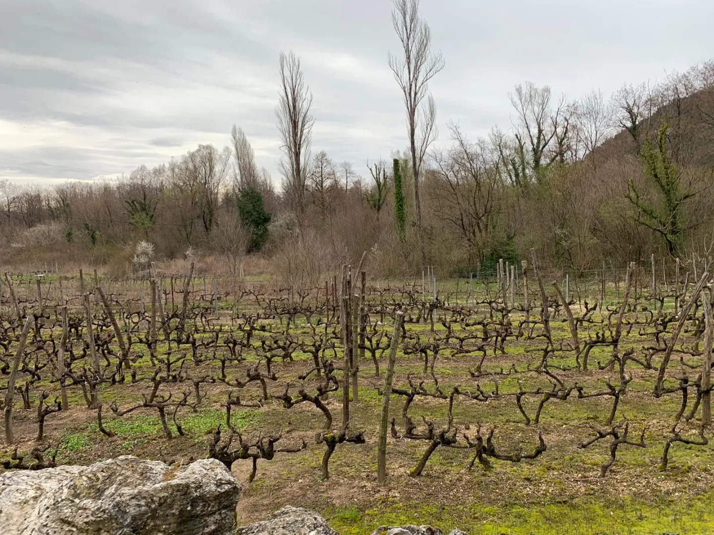 Vranac from Crmnica: Montenegro's Native Red