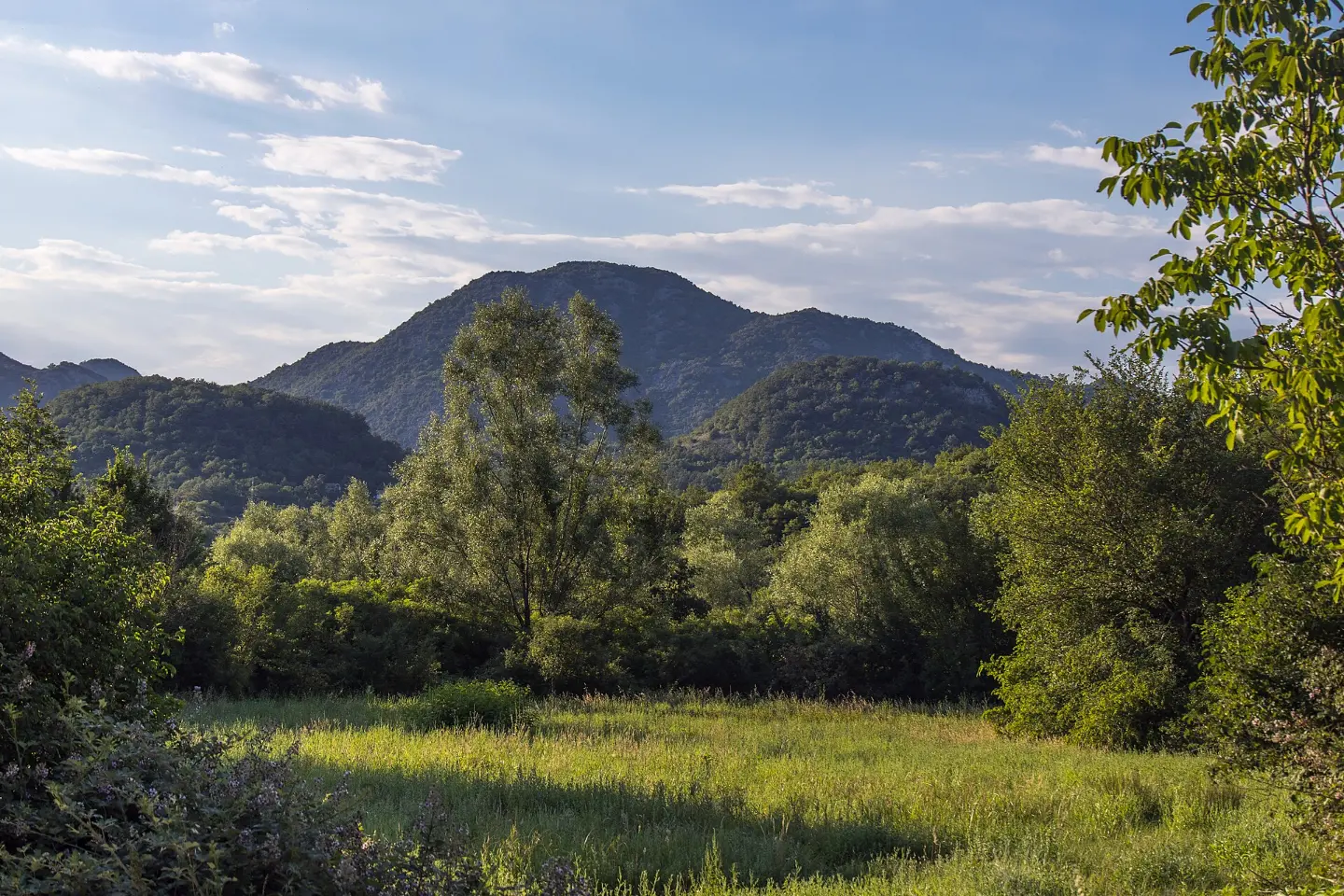 Vranac from Crmnica: Montenegro's Native Red