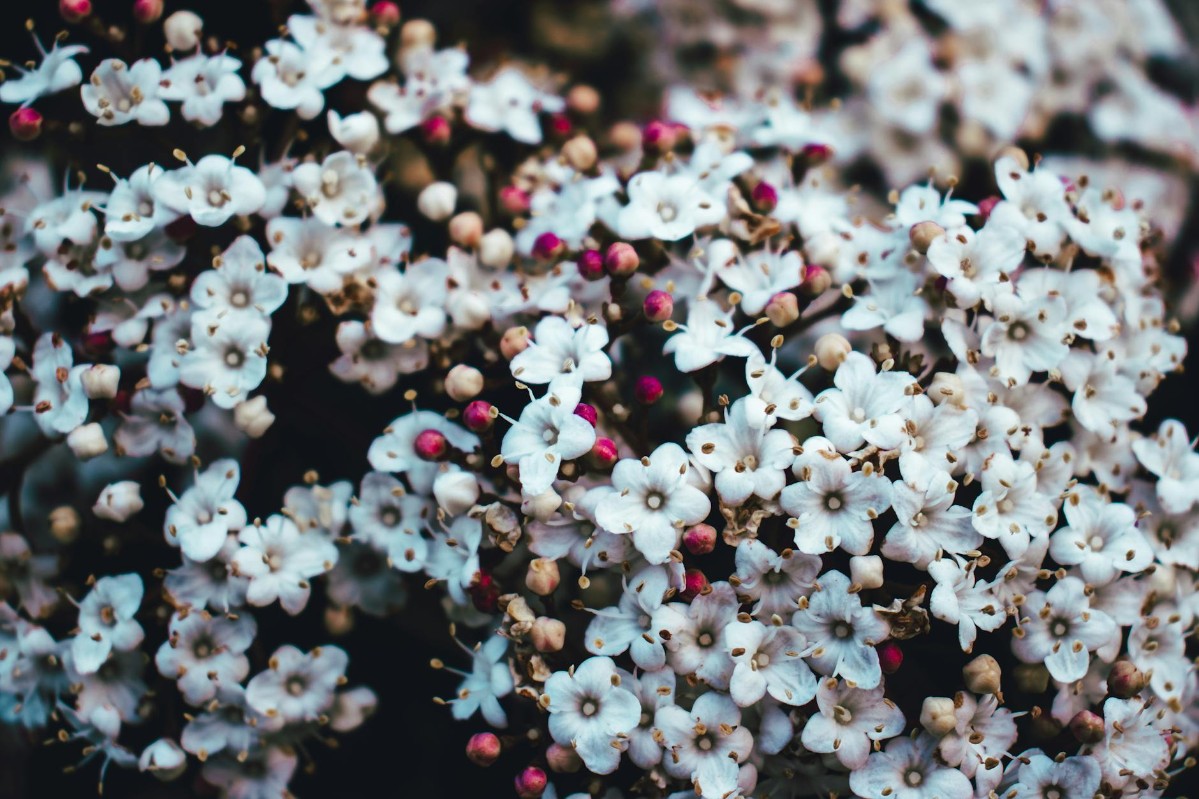 Winter Mountain Magic