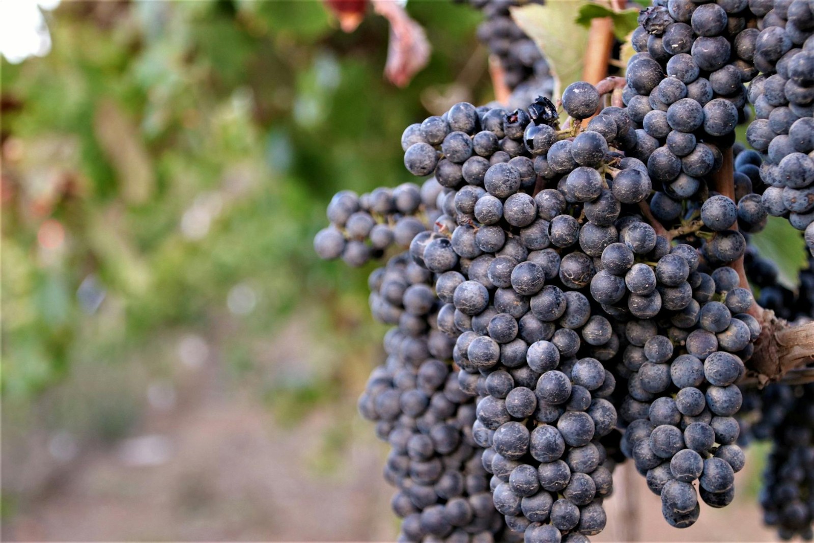 Liquid Heritage of the Balkans