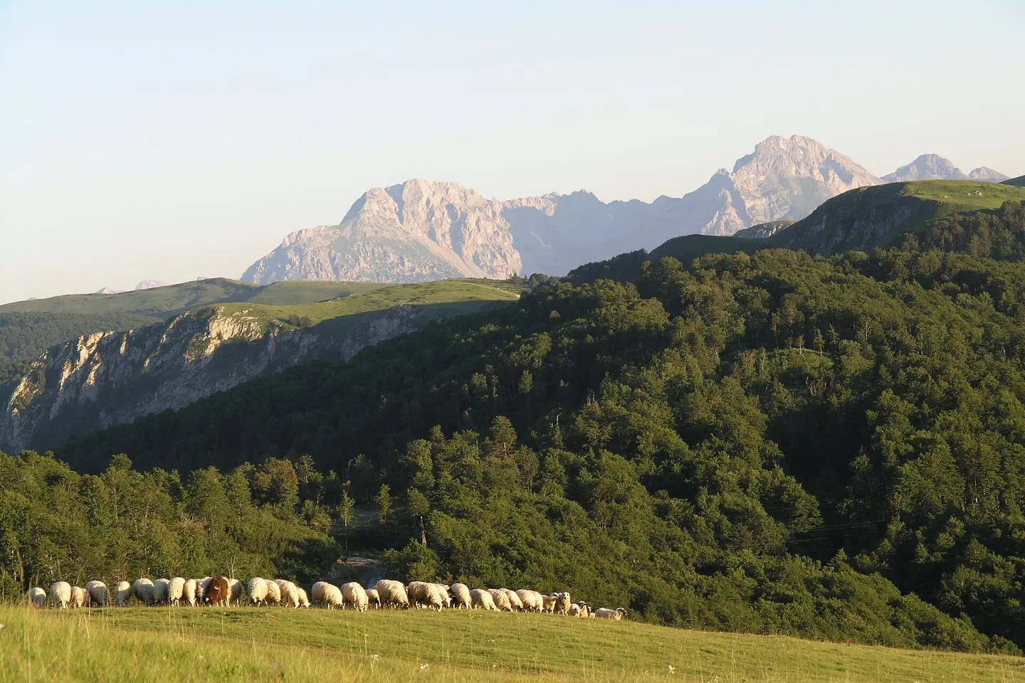 Lamb under the Sač or in Milk: Montenegro's Feast Dish