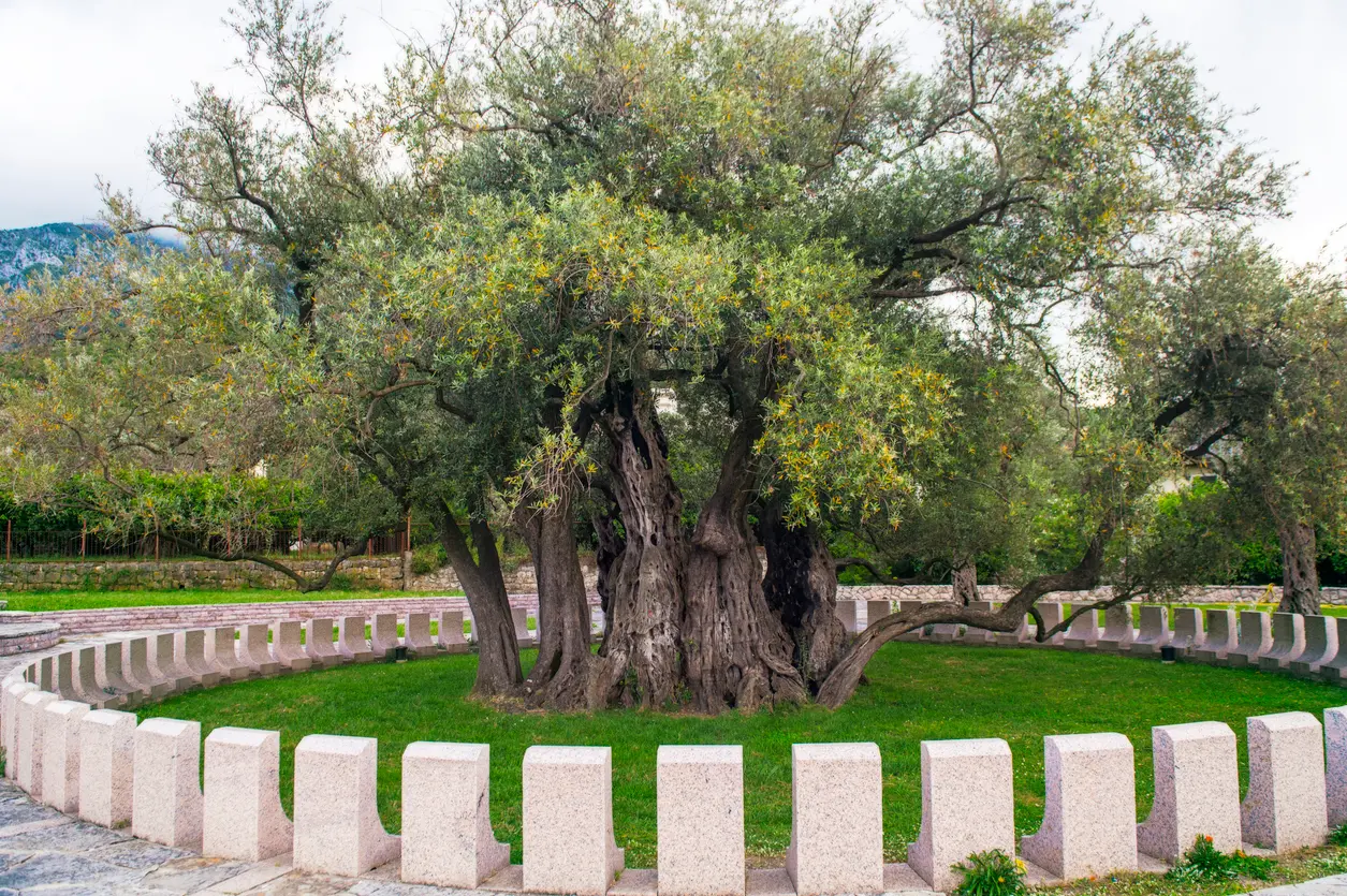 Najstarije stablo masline
