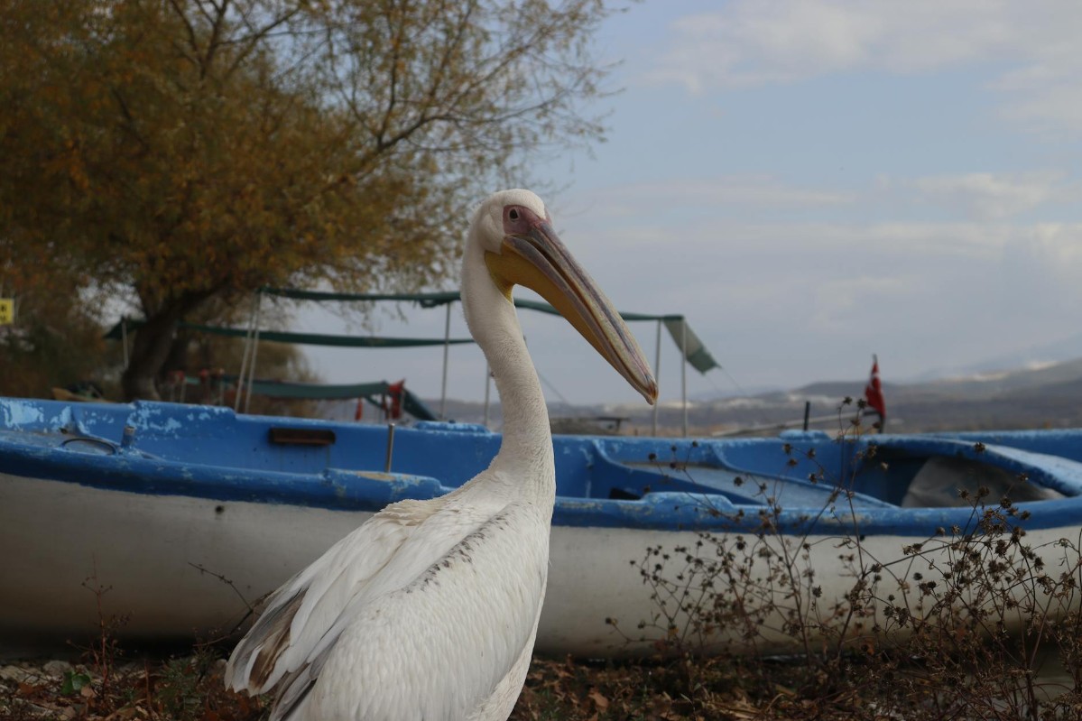 Ronjenje u Crnoj Gori