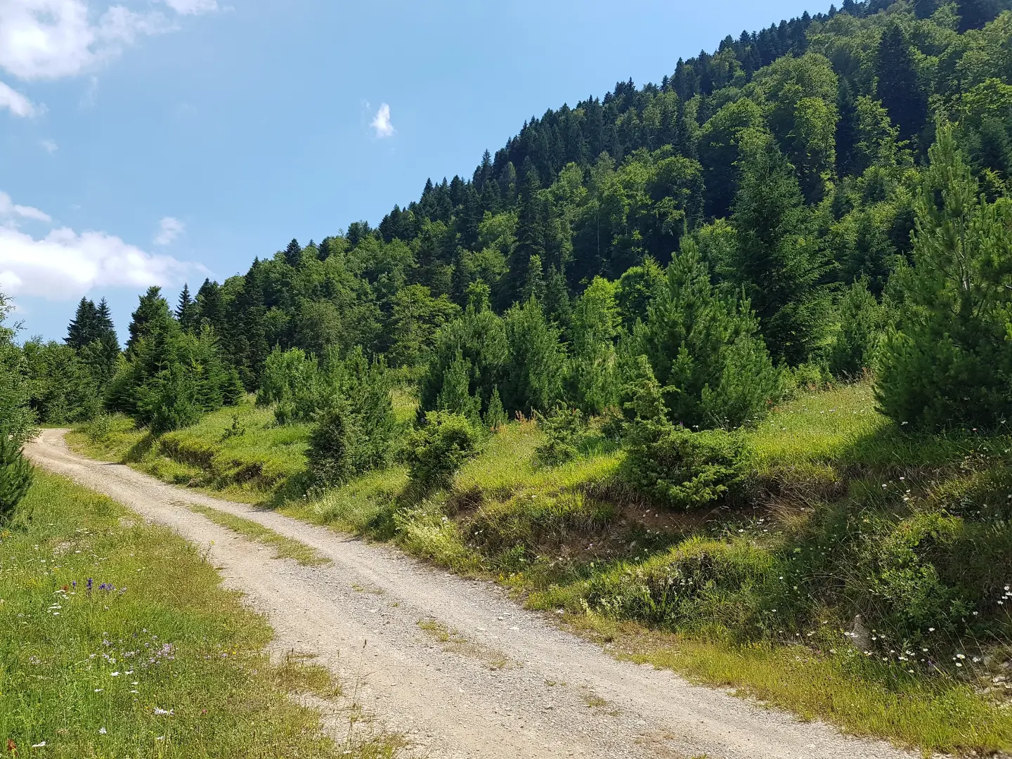 Šumski put prema Zapareniku