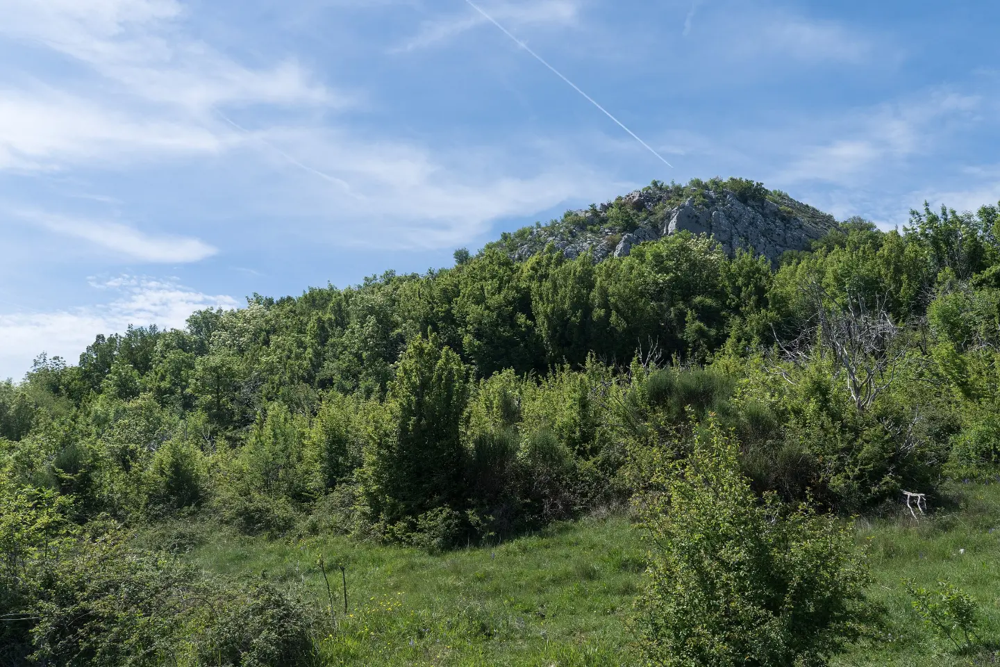Šumoviti brežuljci na stazi