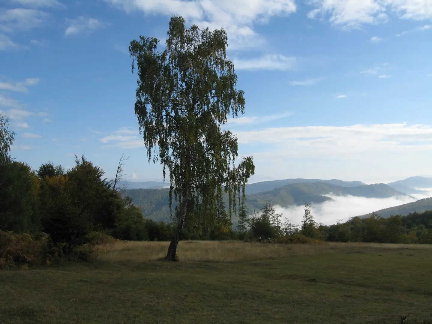 Bojna Njiva on Bjelasica