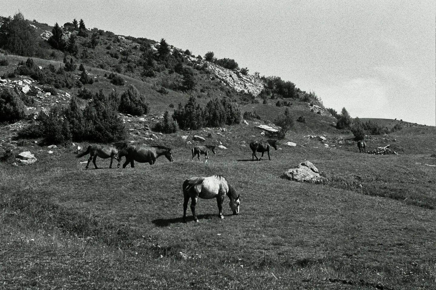 Vinicka – Jelovica