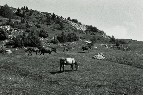 Vinicka – Jelovica