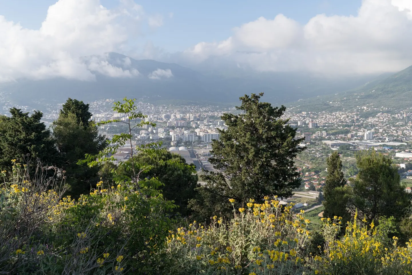Velji vrh