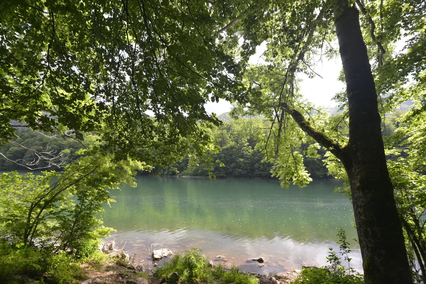 Biogradsko jezero kroz krošnje
