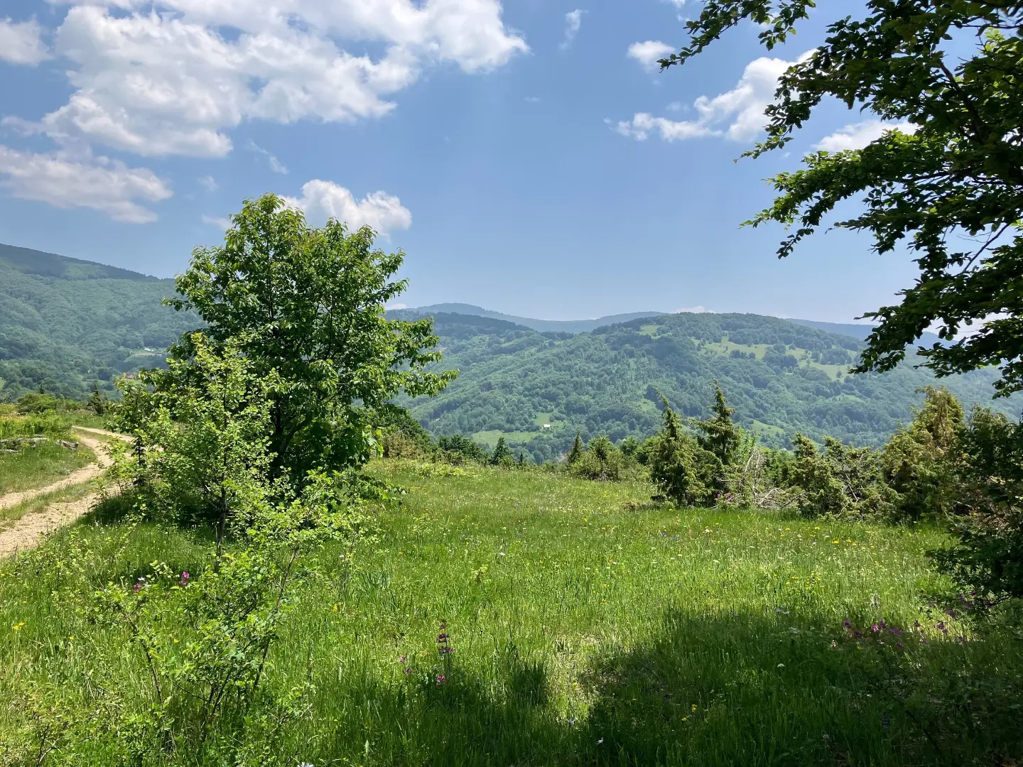 Pastures above Mateševo