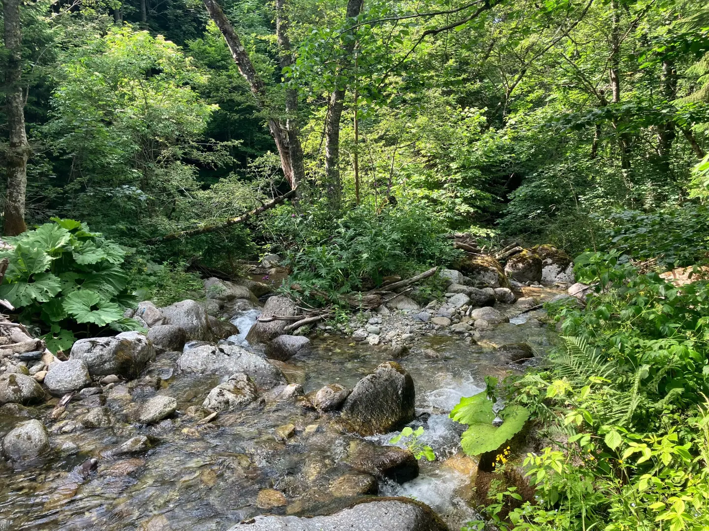 Stream at Redžov Do above Plav
