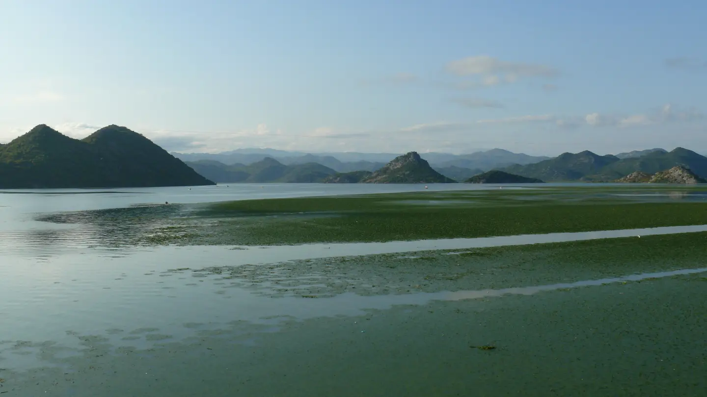 Aquatic plants on Lake Skadar