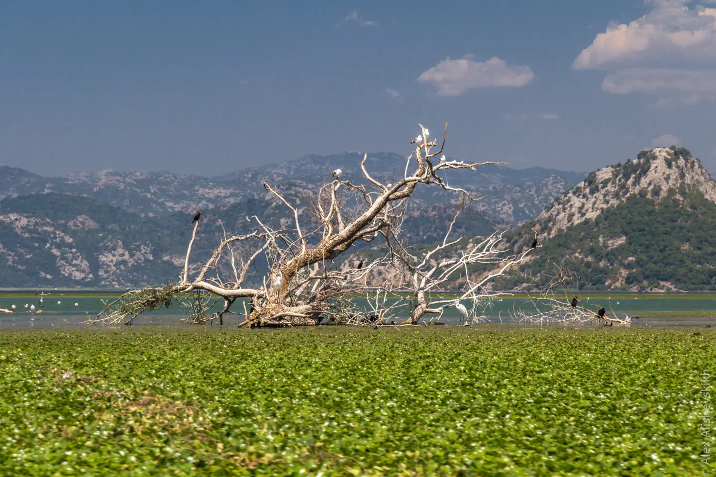 Skadarsko jezero kod Vranjine