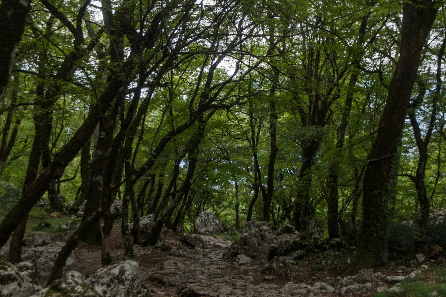 Pješačka staza ka manastiru Ostrog