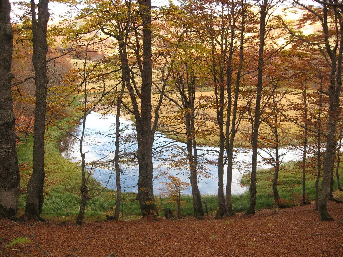 Lake in beech forest in autumn