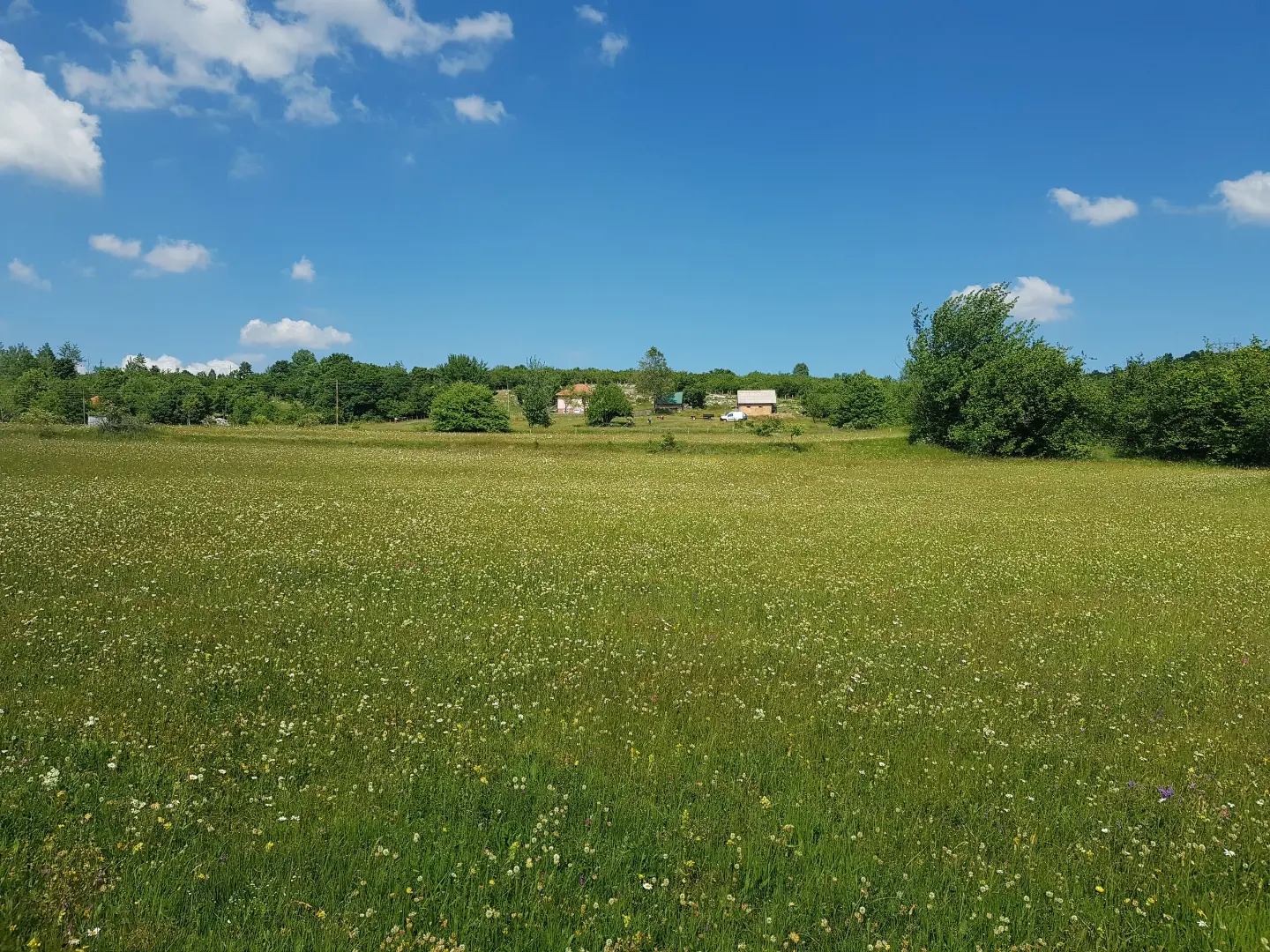 Meadows around Pljevlja