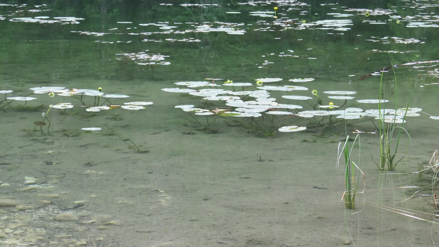 Water lilies on Zminje Lake