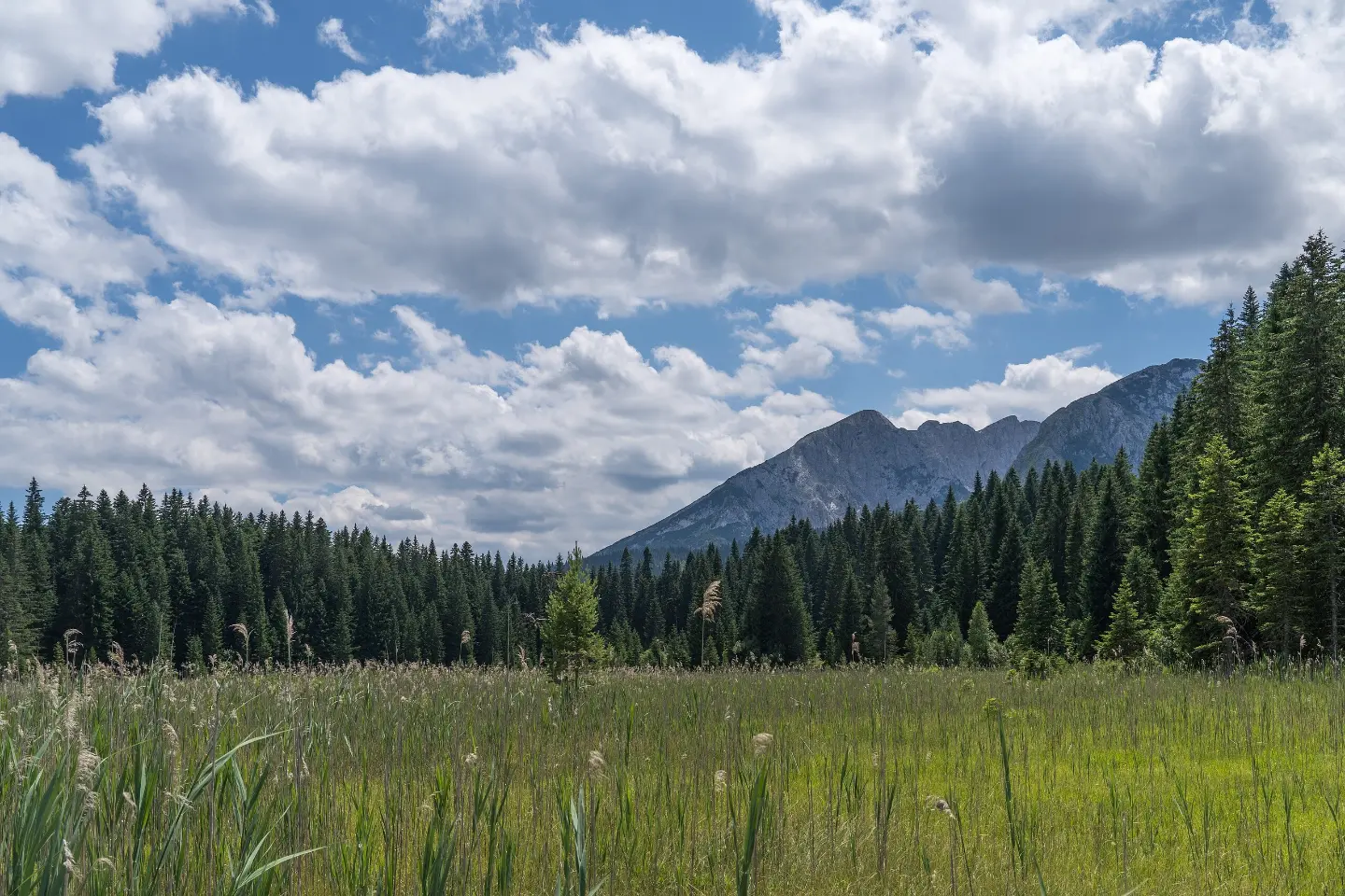 Meadow by Barno Lake