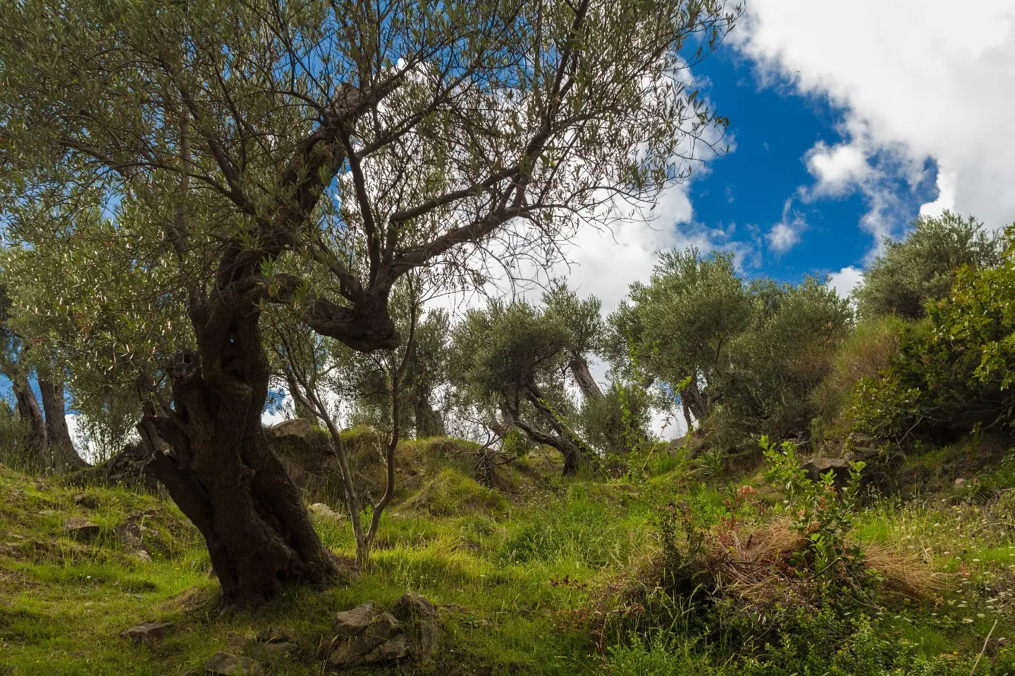 Old olive trees near Stari Bar