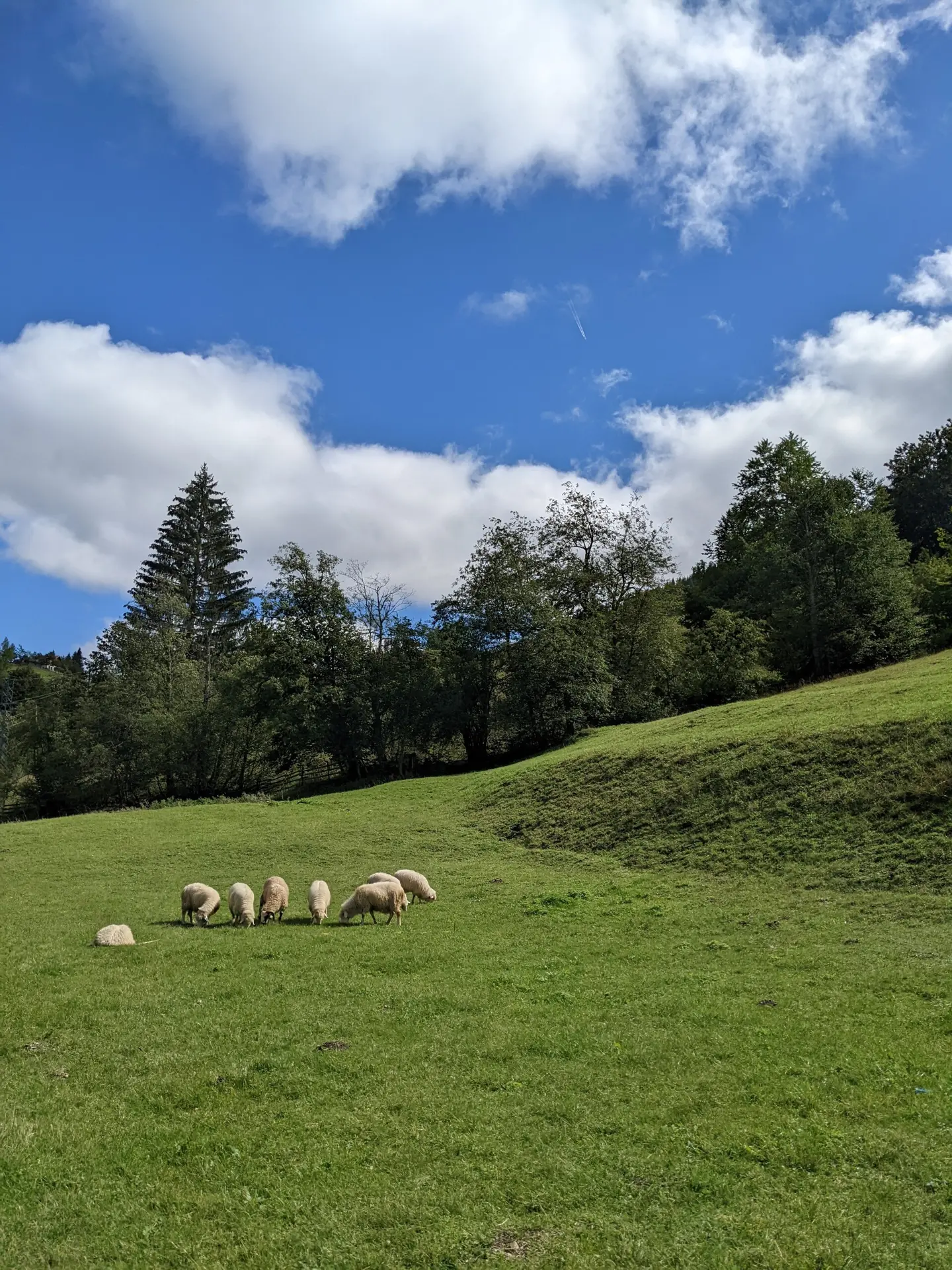 Mountain pasture
