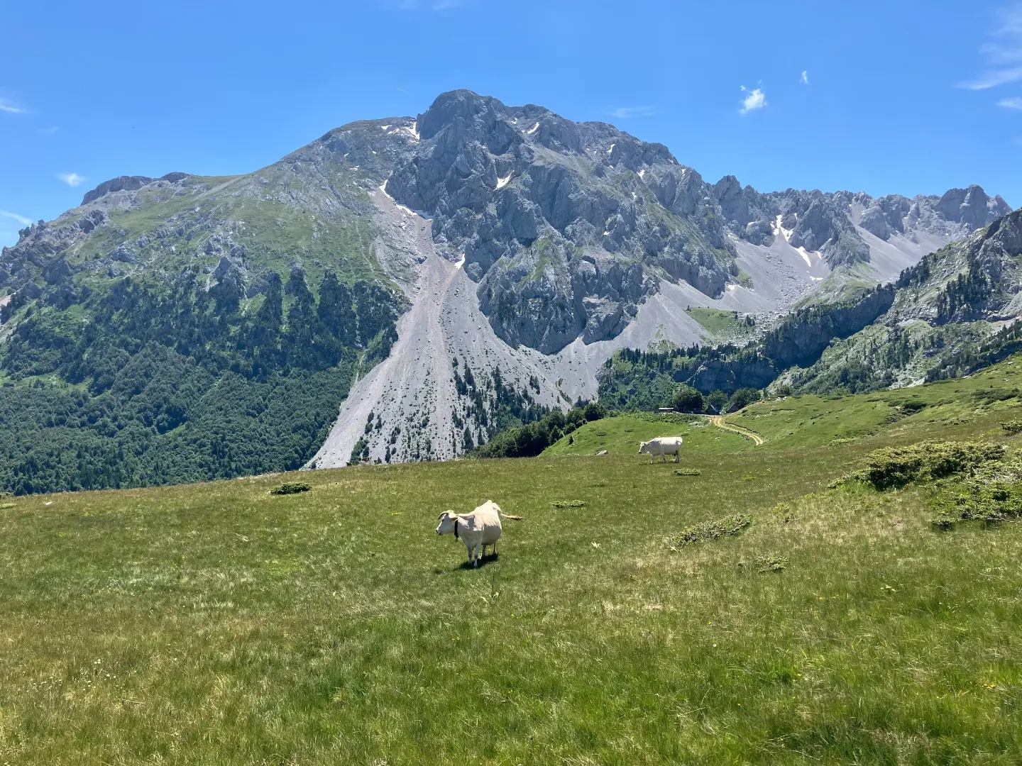 Ljevorečki (Kraljski) Kom iznad pašnjaka